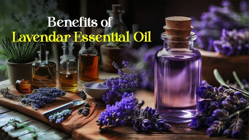 Benefits of Lavender Essential Oil